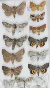 Hickory Run State Park moths