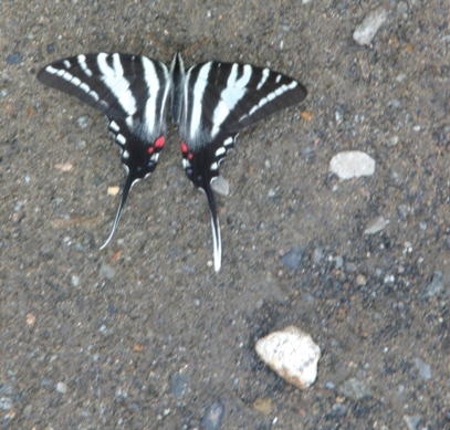 Zebra swallowtail (Eurytides marcellus) on river sand at Muddy Run