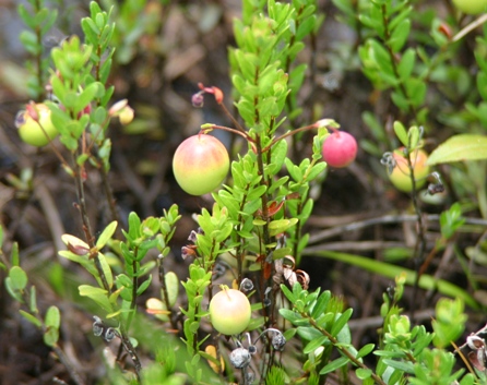 Ripening cranberries in the Franklin Parker Preserve