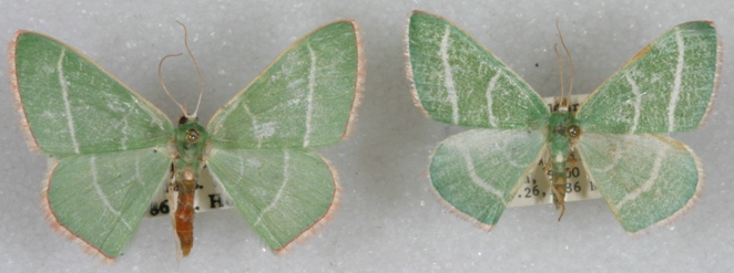 Nemoria obliqua (left) and Nemoria intensaria (right)